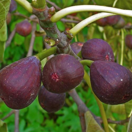 burgundy-purple fruits with lime-white branches and green foliage