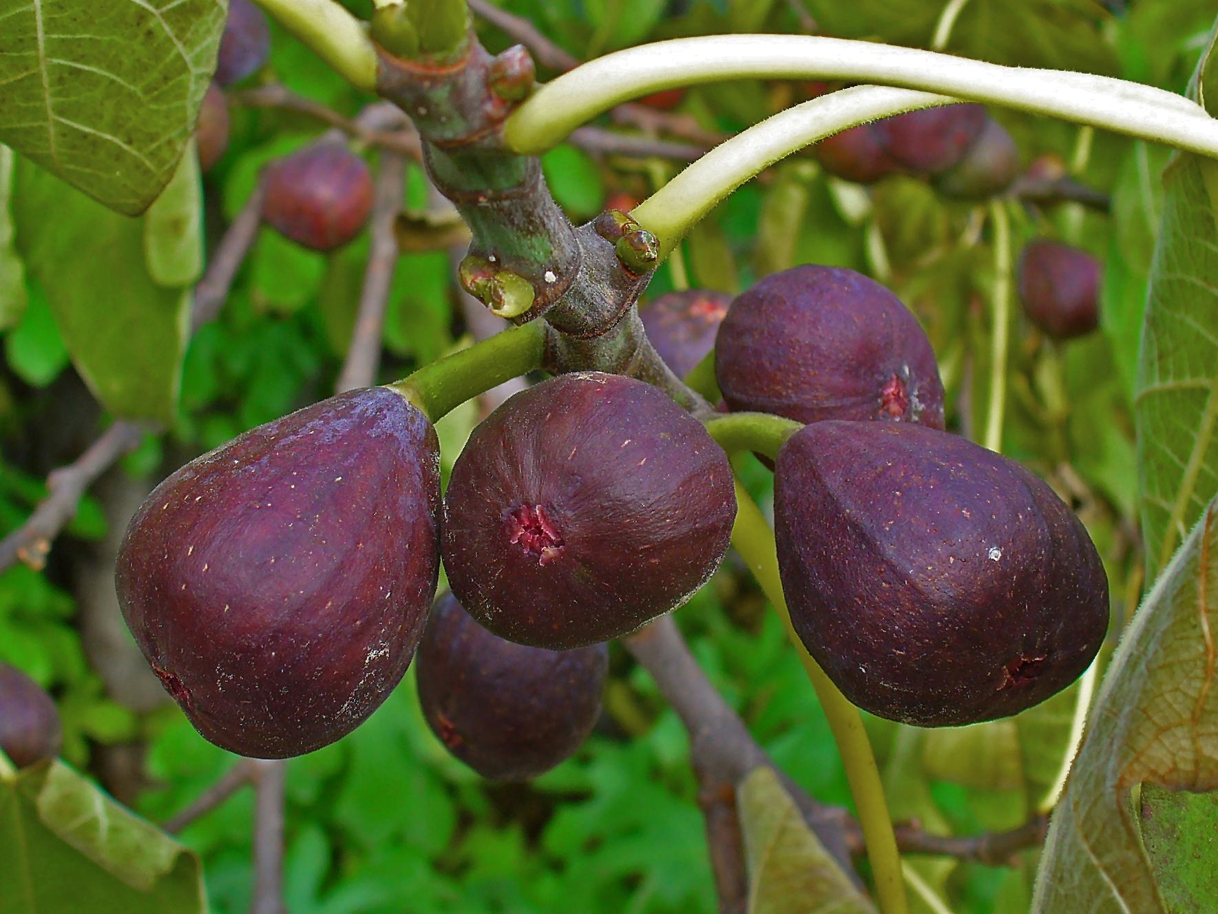 burgundy-purple fruits with lime-white branches and green foliage