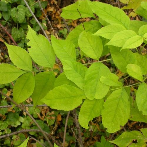 lime leaves with lime-brown stems