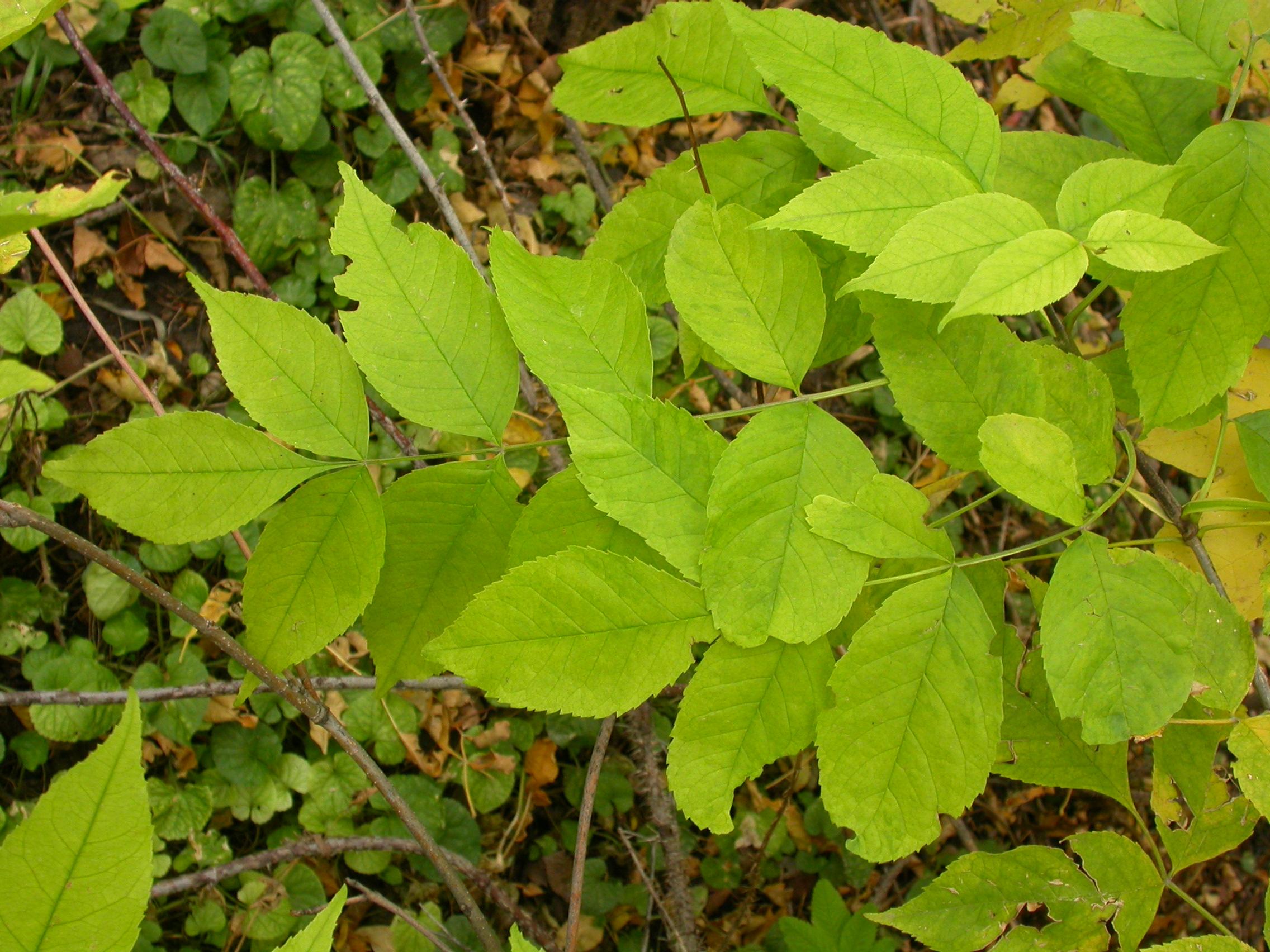 lime leaves with lime-brown stems