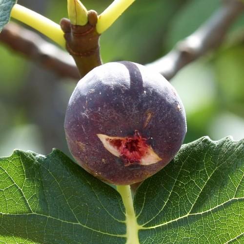 burgundy fruits with green leaves and brown-yellow branches