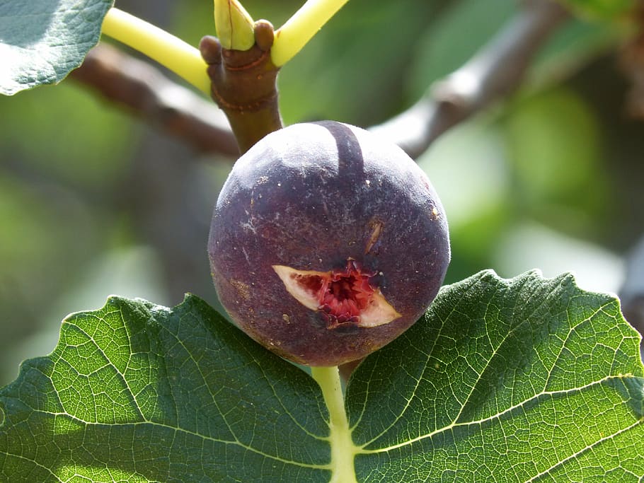 burgundy fruits with green leaves and brown-yellow branches