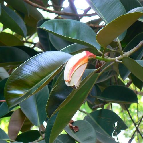 white-orange flower with dark-green leaves and brown-green branches