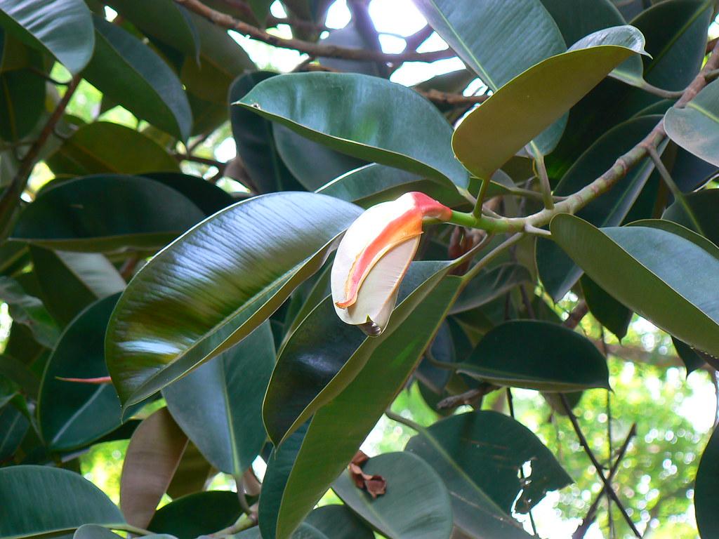white-orange flower with dark-green leaves and brown-green branches