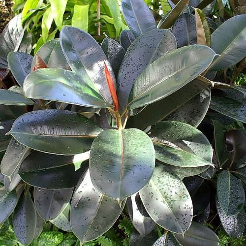 gray-green leaves with orange bud and olive stems