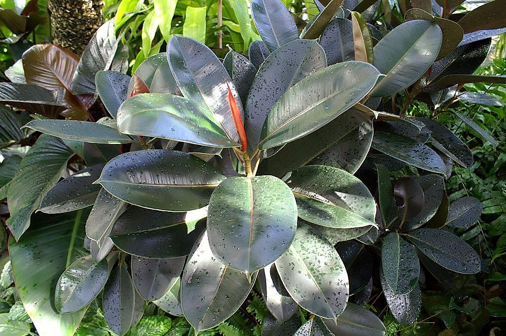 gray-green leaves with orange bud and olive stems 