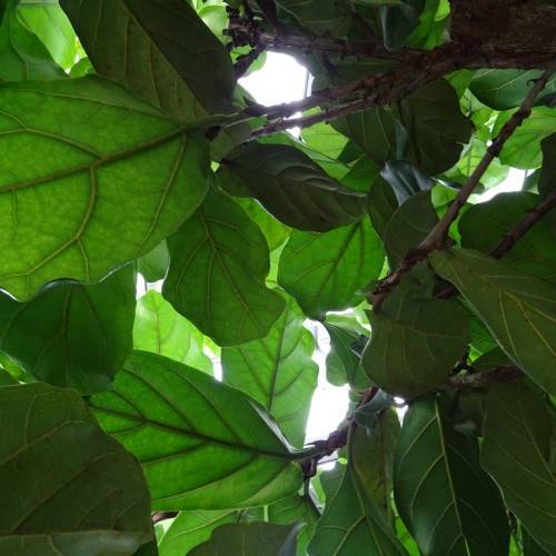 green, obcordate leaves with prominent midribs and veins and gray-brown woody stems