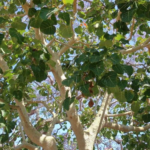 green leaves with white-beige branches and trunk