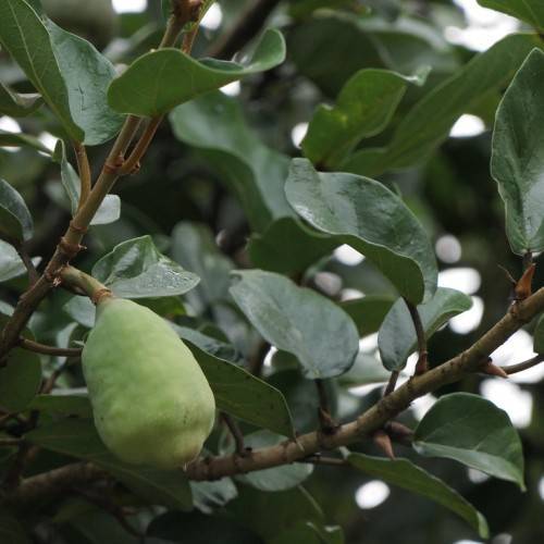 light green colored fruit with dark green leaves and brown-green stems