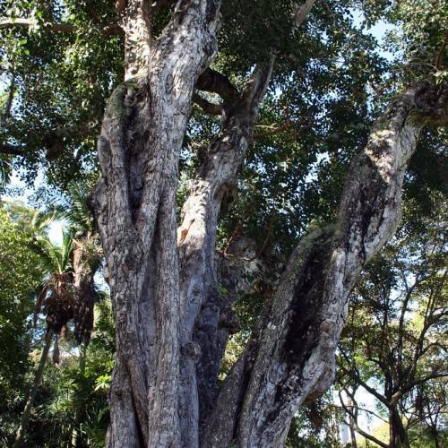 sacred bo tree (Ficus religiosa): tree with green leaves and a large, spreading canopy, straight and sturdy gray-brown bark