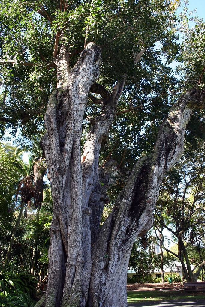  sacred bo tree (Ficus religiosa): tree with green leaves and a large, spreading canopy,  straight and sturdy gray-brown bark