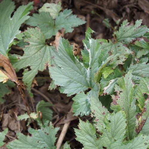 compound leaves with pinnate shape and dark green color