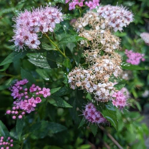 cluster of pink-purple, feathery flowers with dark green stems and toothed leaves