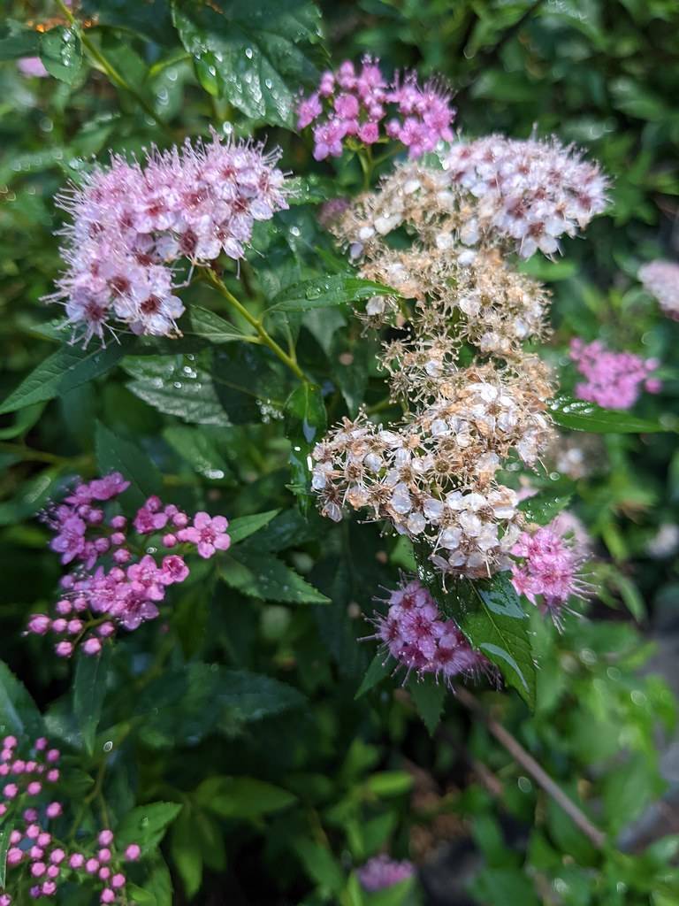 cluster of pink-purple, feathery flowers with dark green stems and toothed leaves  