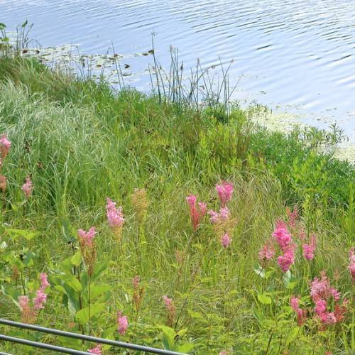 purple-pink flowers, green stems, and green leaves at the lakeside