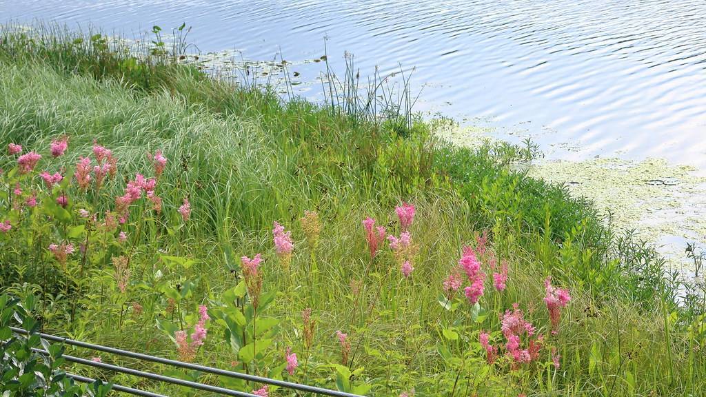 purple-pink flowers, green stems, and green leaves at the lakeside