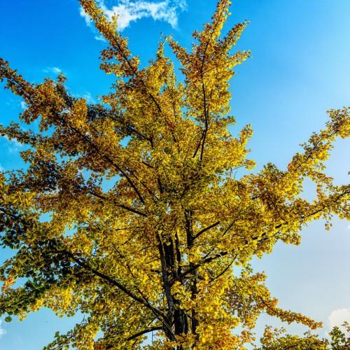 A tall tree with a dark-brown trunk, and various dark-brown branches that are filled with yellow leaves. 