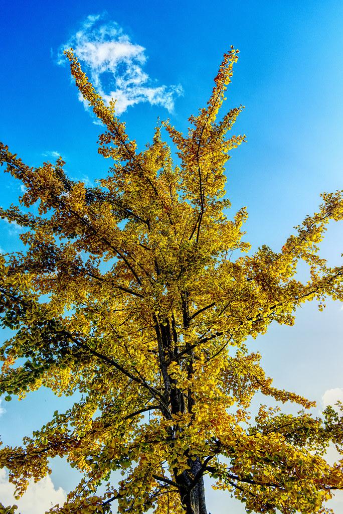 A tall tree with a dark-brown trunk, and various dark-brown branches that are filled with yellow leaves. 