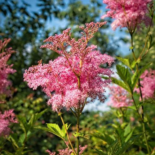 cluster of small pink flowers, green stems, and palmately-lobed green leaves