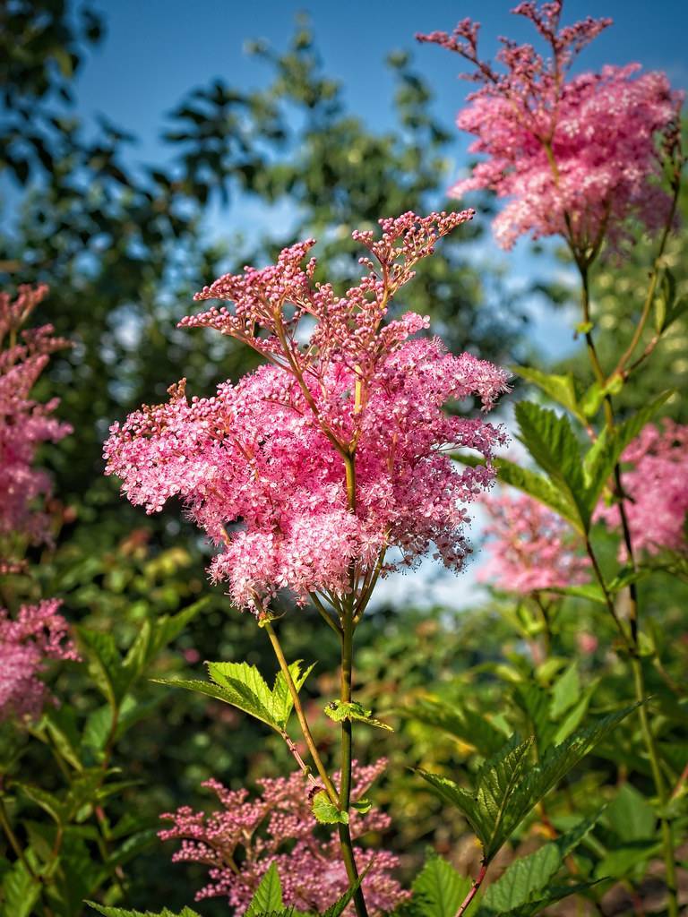 cluster of small pink flowers, green stems, and palmately-lobed  green leaves