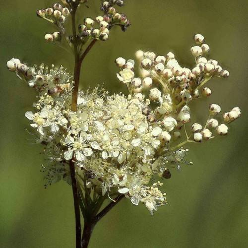 cluster of small feathery, white flowers along green-brown stems