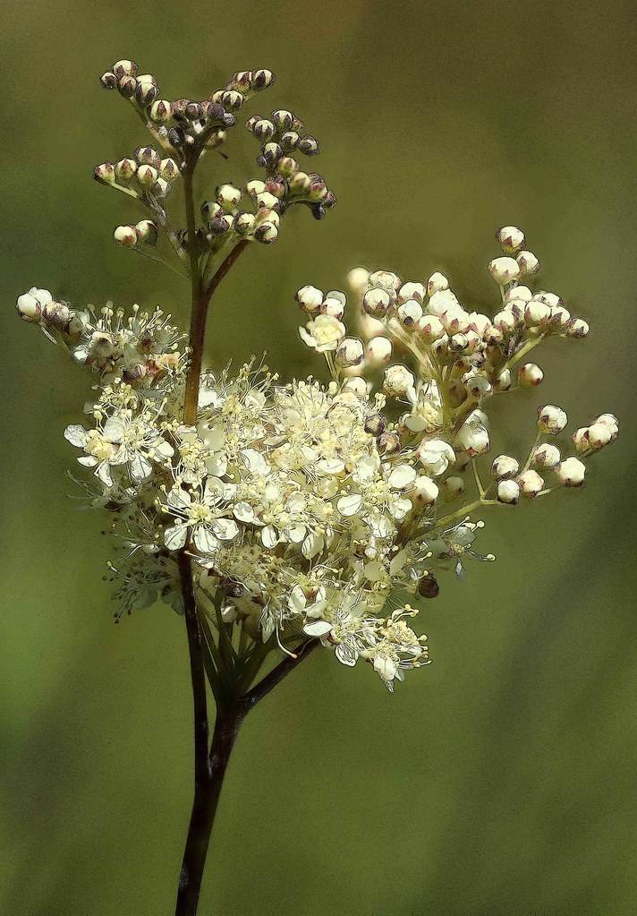 cluster of small feathery, white flowers along green-brown stems