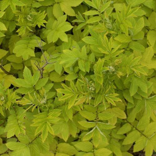 yellow-green, toothed, ovate-shaped leaves with woody brown stems