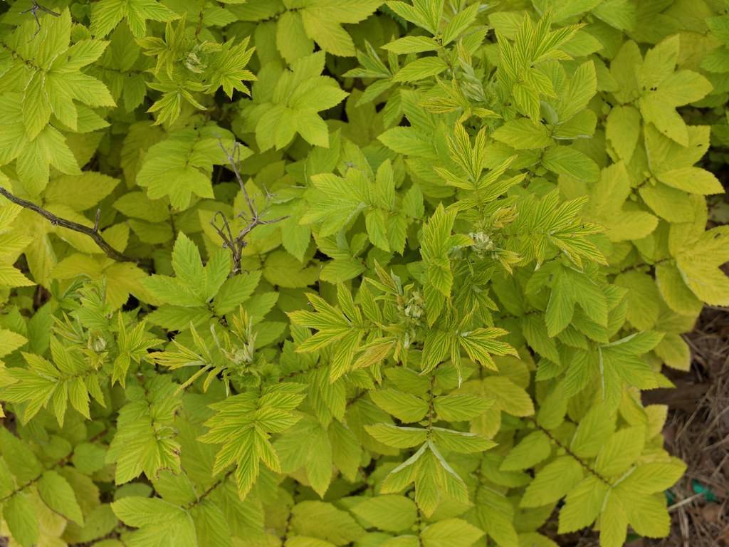 yellow-green, toothed, ovate-shaped leaves with woody brown stems