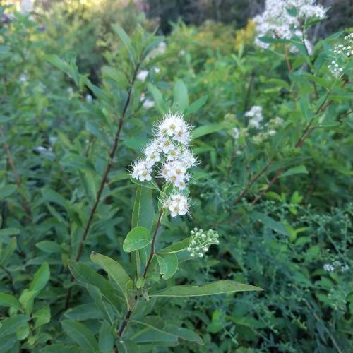 cluster of creamy-white, feathery flowers, green spear-shaped leaves, and deep red stems