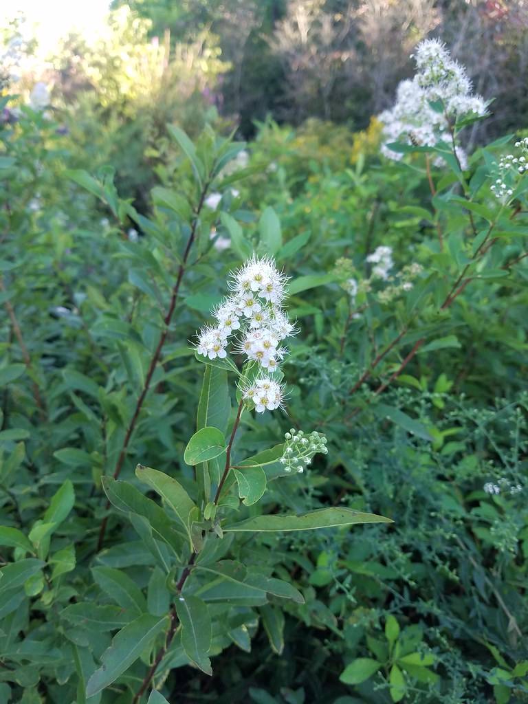 cluster of creamy-white, feathery flowers, green spear-shaped leaves, and deep red stems
