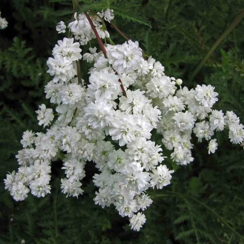 cluster of small, bright white flowers along burgundy tem and green-toothed leaves