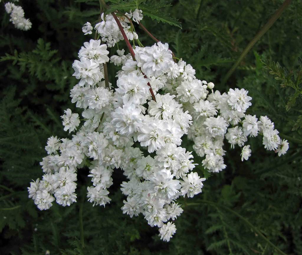 cluster of small, bright white flowers along burgundy tem and green-toothed leaves