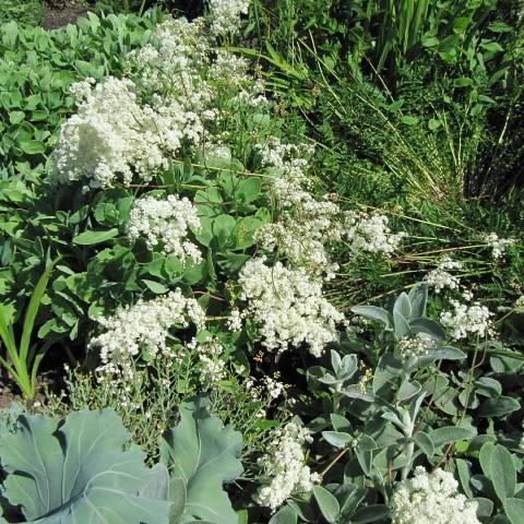 clusters of small, white flowers, green leaves, and green stems