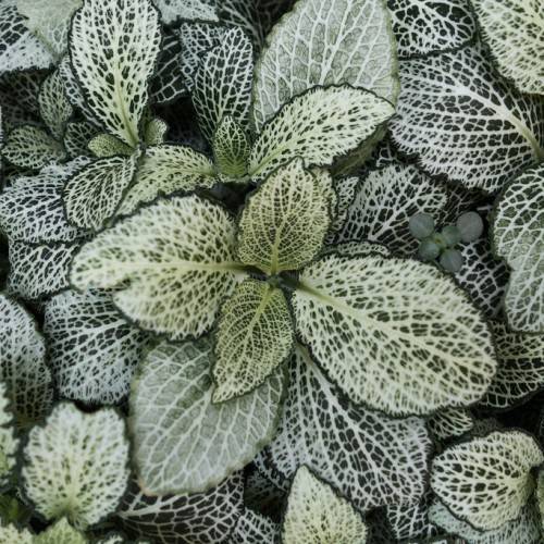 ovate leaves with lobed margins and contrasting veins in white and deep green color