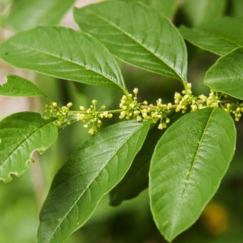 lime-green leaves with yellow flowers and green stems