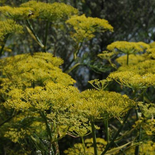 clusters of small, yellow flowers, umbrella-shaped arrangement with green stems