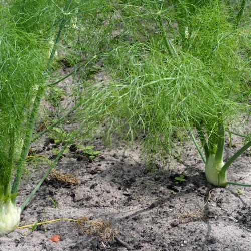 white bulbs, green foliage and stems