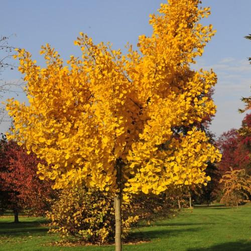 gold-yellow leaves with light-olive branches and trunk