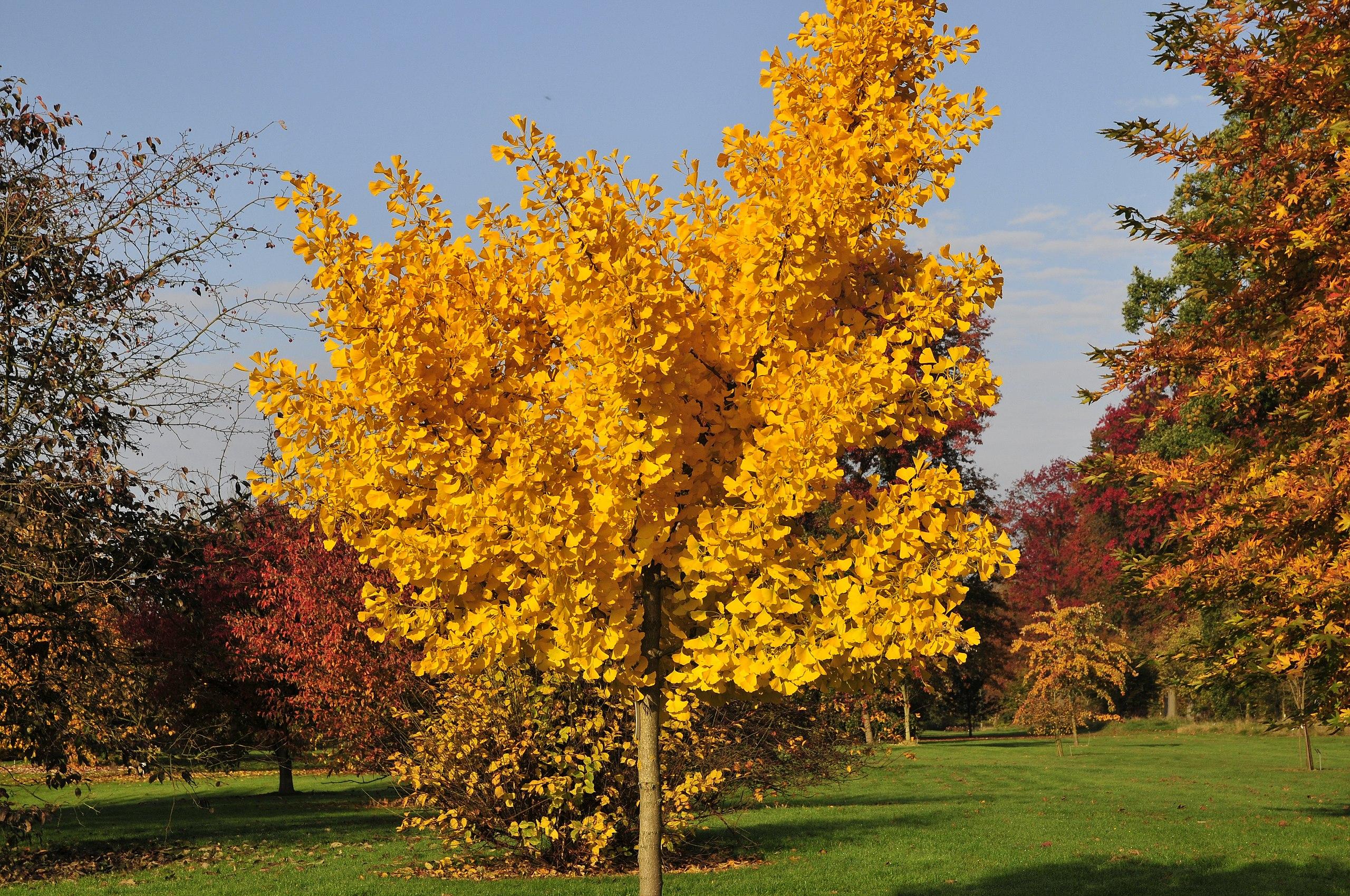 gold-yellow leaves with light-olive branches and trunk