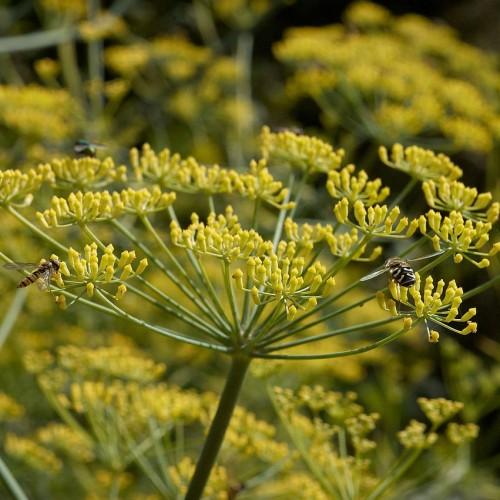 yellow flowers with olive stems and brown branches
