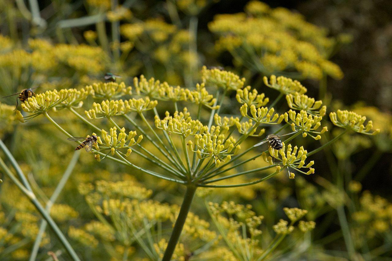 yellow flowers with olive stems and brown branches