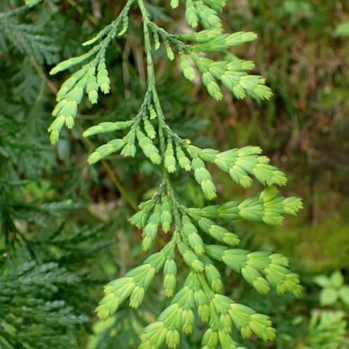 lime-green foliage with stems