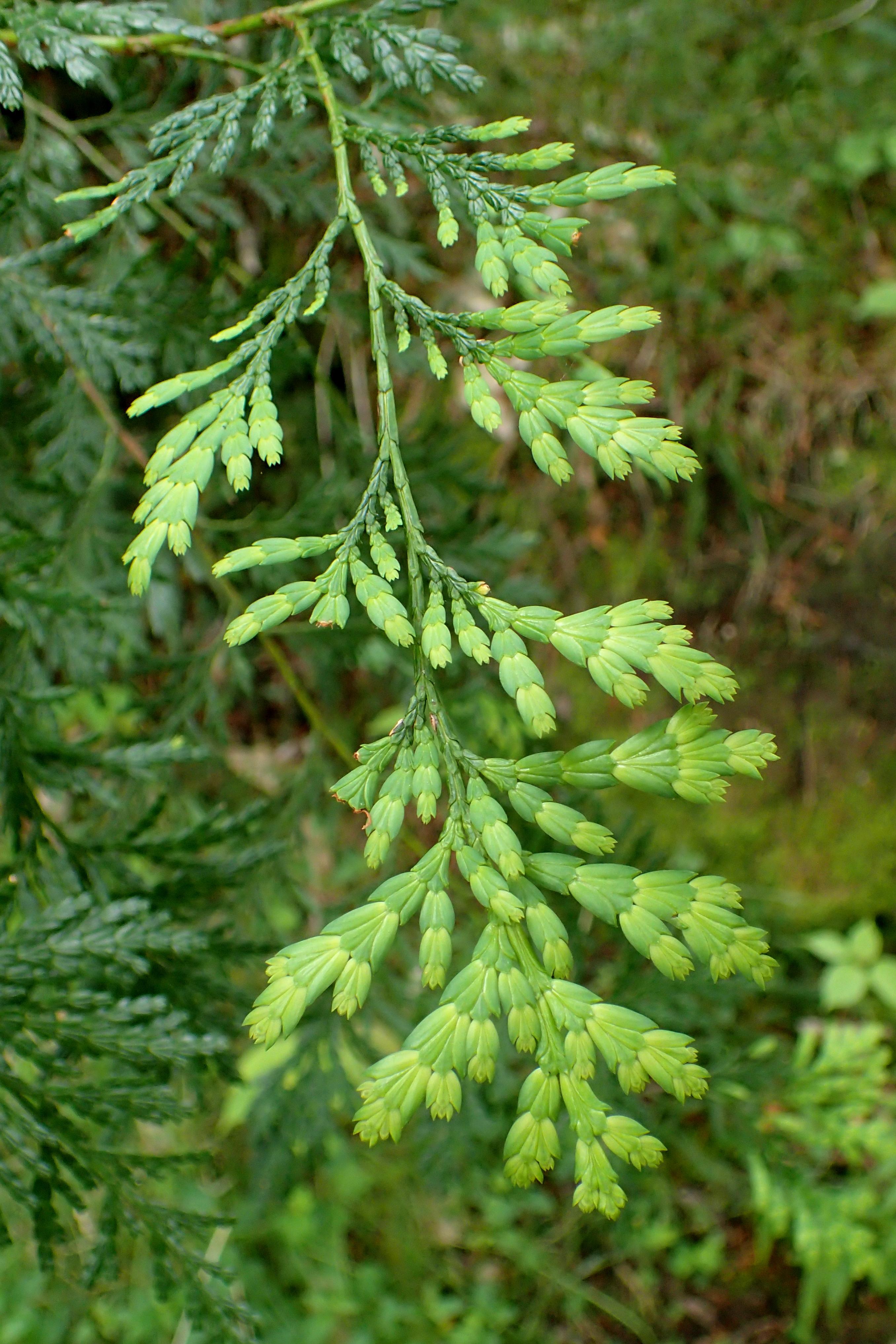 lime-green foliage with stems 