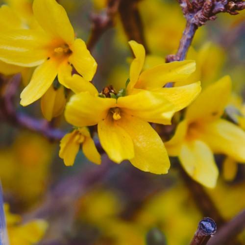 bright-yellow flowers with yellow stigmas and burgundy branches