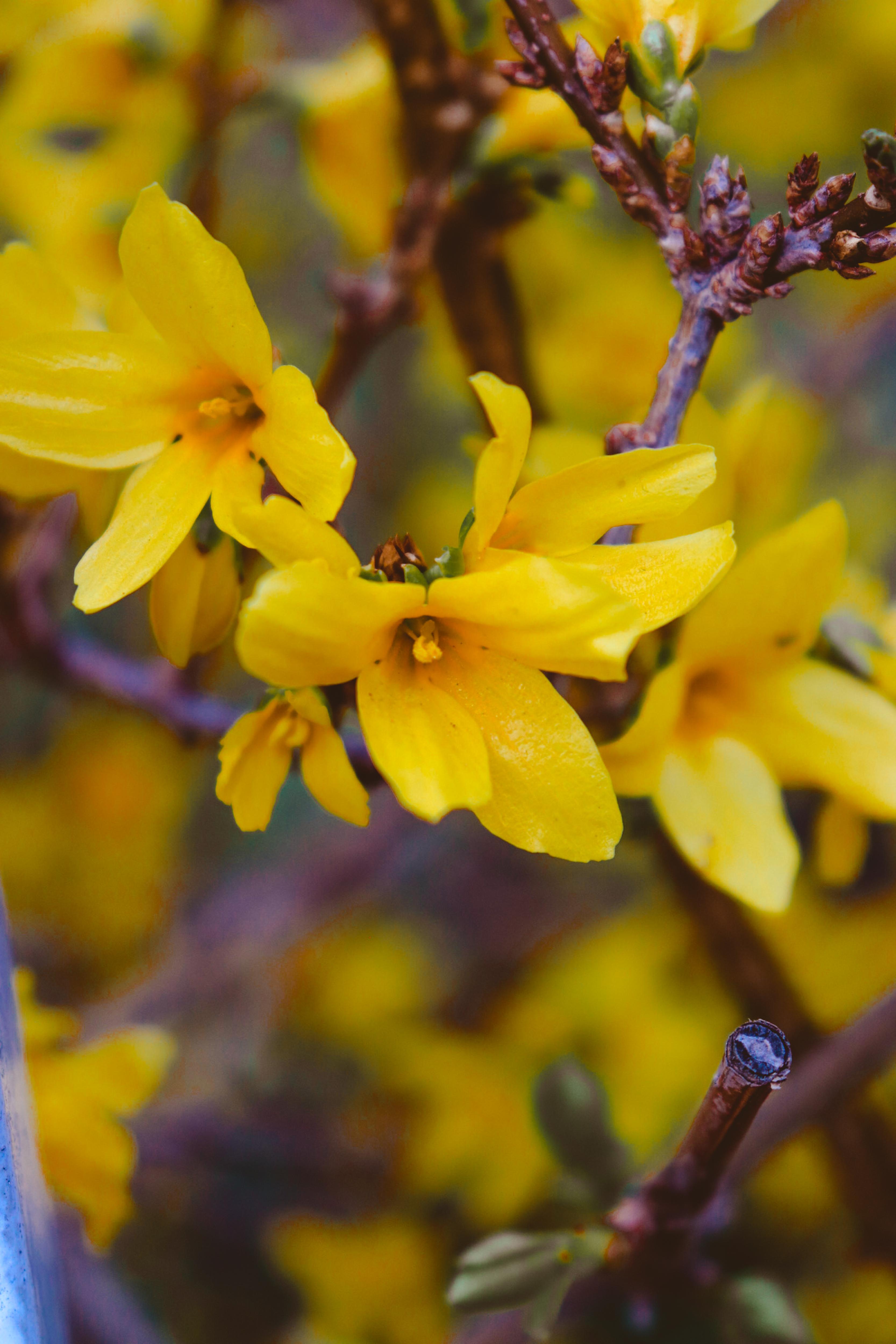 bright-yellow flowers with yellow stigmas and burgundy branches