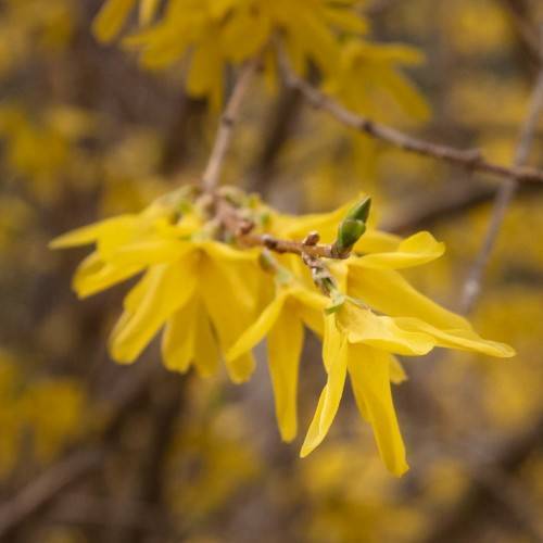 bright yellow flowers with woody gray-brown stems and green bud