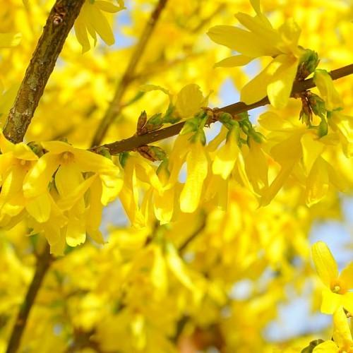 yellow flowers with lime sepals and brown branches