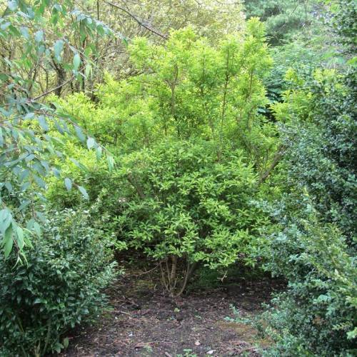 bushy tree with bright green leaves and brown woody stems