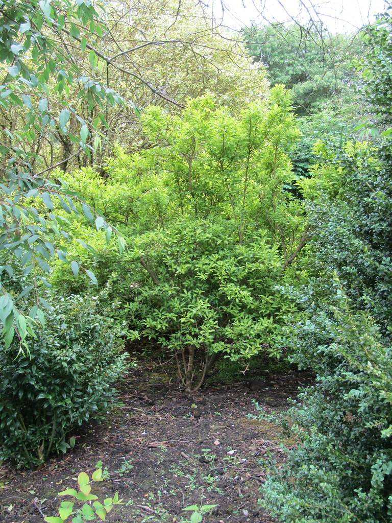 bushy tree with bright green leaves and brown woody stems