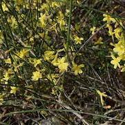 Yellow flowers with green stem.